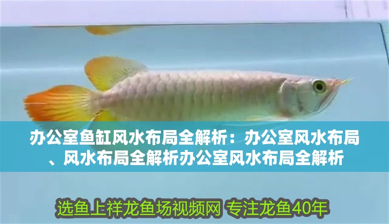辦公室魚缸風水布局全解析：辦公室風水布局、風水布局全解析辦公室風水布局全解析