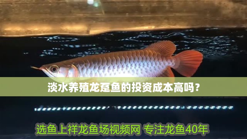 淡水養殖龍躉魚的投資成本高嗎？