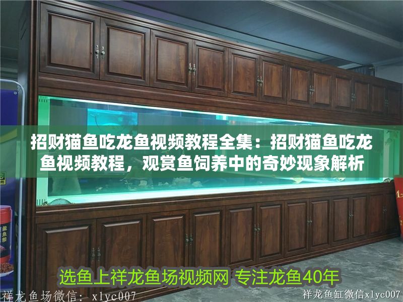 招財貓魚吃龍魚視頻教程全集：招財貓魚吃龍魚視頻教程，觀賞魚飼養中的奇妙現象解析