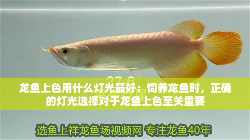 龍魚上色用什么燈光最好：飼養龍魚時，正確的燈光選擇對于龍魚上色至關重要