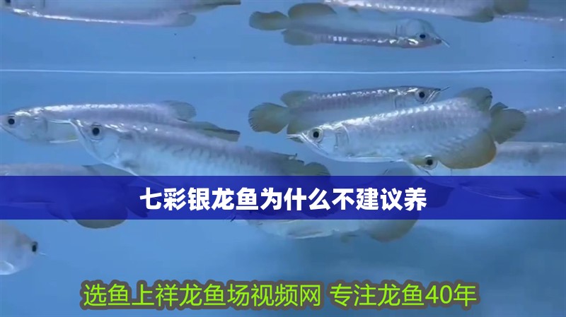 七彩銀龍魚為什么不建議養(yǎng)