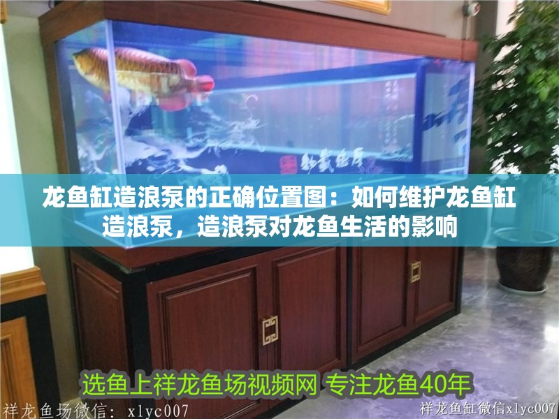 龍魚缸造浪泵的正確位置圖：如何維護龍魚缸造浪泵，造浪泵對龍魚生活的影響