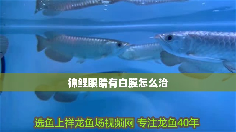 錦鯉眼睛有白膜怎么治