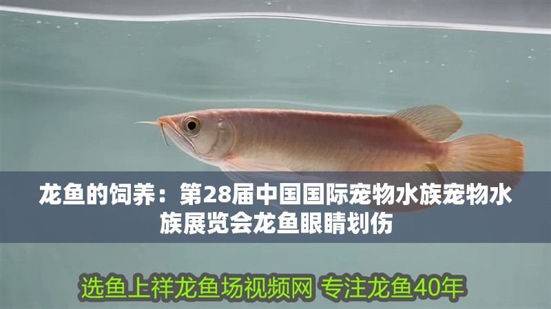 龍魚的飼養(yǎng)：第28屆中國國際寵物水族寵物水族展覽會龍魚眼睛劃傷