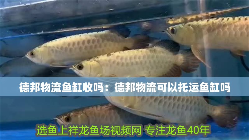 德邦物流魚缸收嗎：德邦物流可以托運魚缸嗎 德邦物流魚缸收嗎：德邦物流可以托運魚缸嗎 魚缸百科