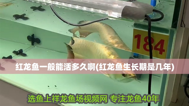 紅龍魚一般能活多久啊(紅龍魚生長期是幾年)
