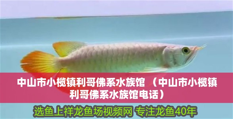 中山市小欖鎮利哥佛系水族館 （中山市小欖鎮利哥佛系水族館電話） 中山市小欖鎮利哥佛系水族館 （中山市小欖鎮利哥佛系水族館電話） 全國水族館企業名錄