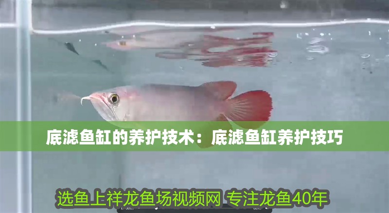 底濾魚缸的養護技術：底濾魚缸養護技巧