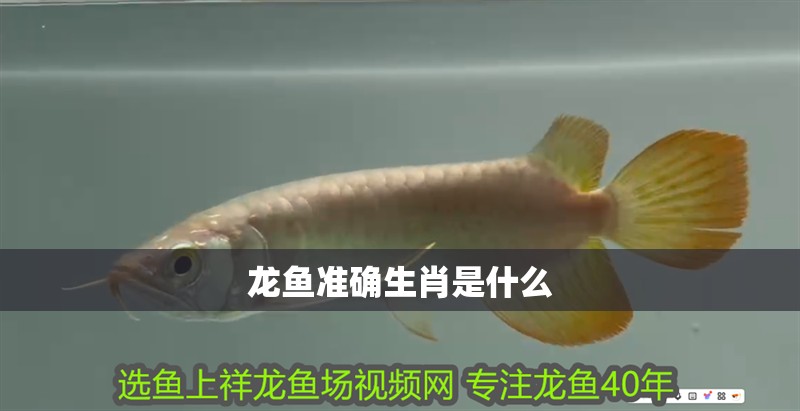 龍魚準(zhǔn)確生肖是什么