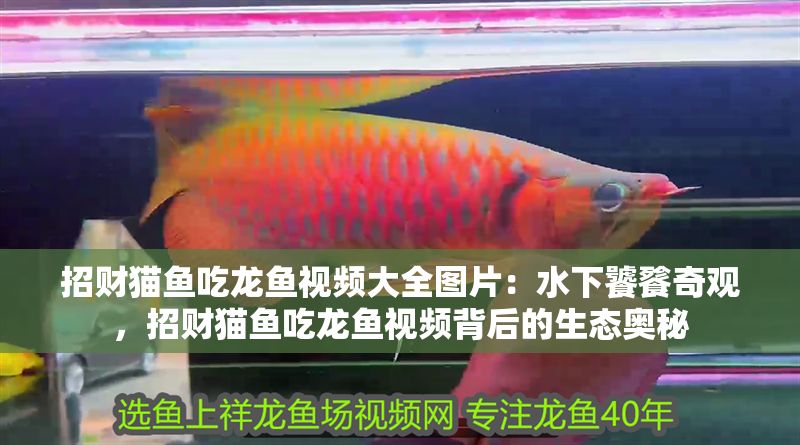 招財貓魚吃龍魚視頻大全圖片：水下饕餮奇觀，招財貓魚吃龍魚視頻背后的生態奧秘