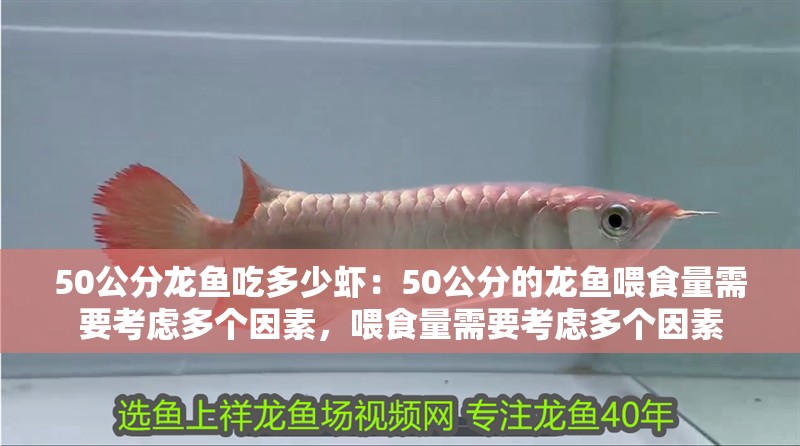 50公分龍魚吃多少蝦：50公分的龍魚喂食量需要考慮多個因素，喂食量需要考慮多個因素