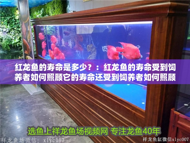 紅龍魚的壽命是多少？：紅龍魚的壽命受到飼養者如何照顧它的壽命還受到飼養者如何照顧