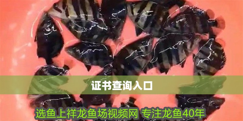 證書查詢入口