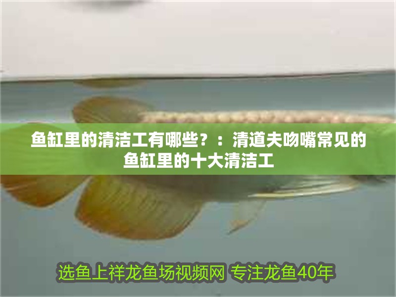 魚缸里的清潔工有哪些？：清道夫吻嘴常見的魚缸里的十大清潔工 魚缸里的清潔工有哪些？：清道夫吻嘴常見的魚缸里的十大清潔工 魚缸百科