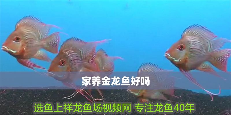 家養(yǎng)金龍魚好嗎