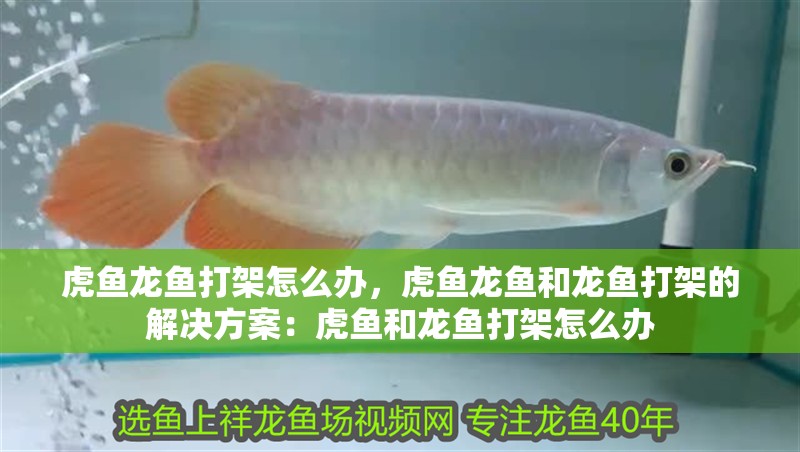 虎魚龍魚打架怎么辦，虎魚龍魚和龍魚打架的解決方案：虎魚和龍魚打架怎么辦
