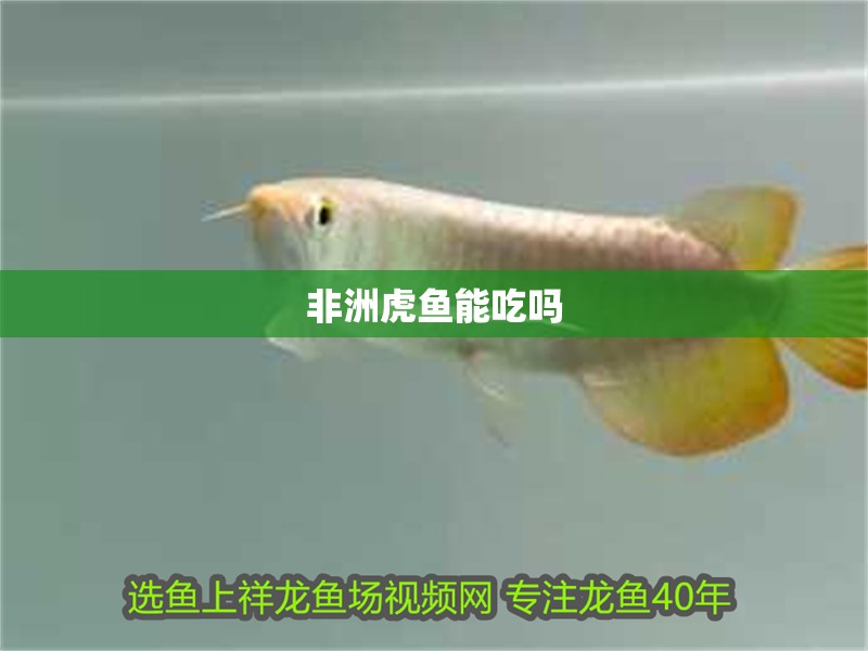 非洲虎魚能吃嗎