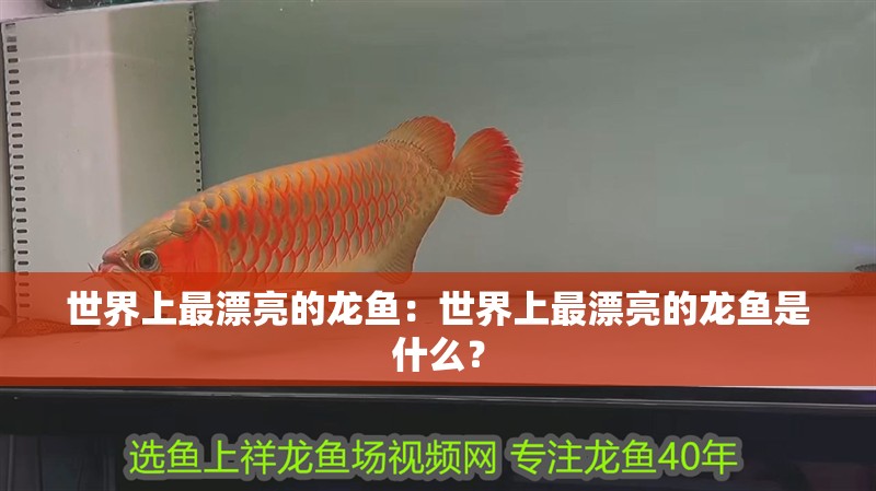 世界上最漂亮的龍魚：世界上最漂亮的龍魚是什么？