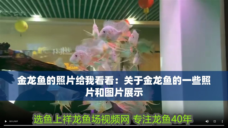 金龍魚的照片給我看看：關于金龍魚的一些照片和圖片展示