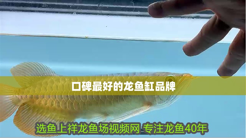 口碑最好的龍魚缸品牌
