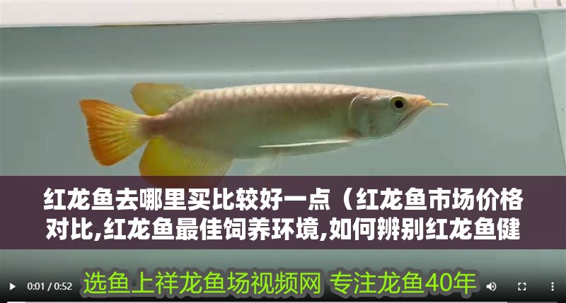 紅龍魚去哪里買比較好一點(diǎn)（紅龍魚市場(chǎng)價(jià)格對(duì)比,紅龍魚最佳飼養(yǎng)環(huán)境,如何辨別紅龍魚健康）