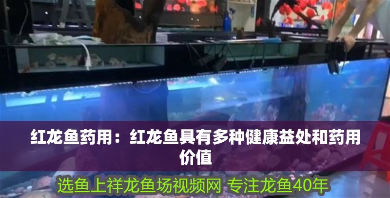 紅龍魚藥用：紅龍魚具有多種健康益處和藥用價值 紅龍魚藥用：紅龍魚具有多種健康益處和藥用價值 龍魚百科