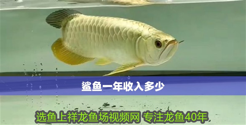 鯊魚一年收入多少 鯊魚一年收入多少 龍魚論壇