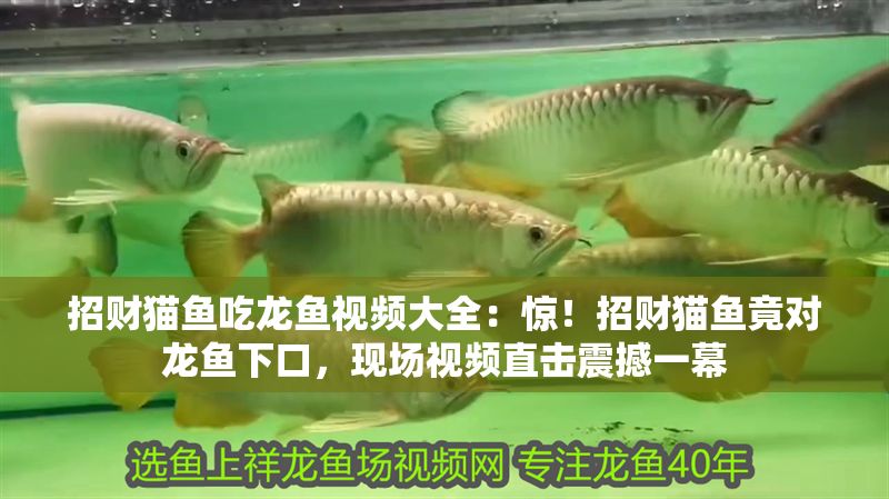 招財貓魚吃龍魚視頻大全：驚！招財貓魚竟對龍魚下口，現場視頻直擊震撼一幕