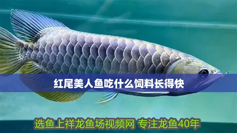 紅尾美人魚(yú)吃什么飼料長(zhǎng)得快
