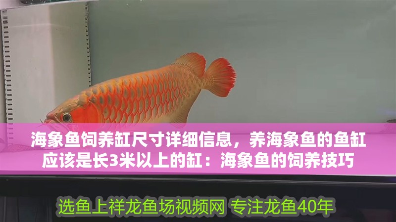 海象魚飼養缸尺寸詳細信息，養海象魚的魚缸應該是長3米以上的缸：海象魚的飼養技巧