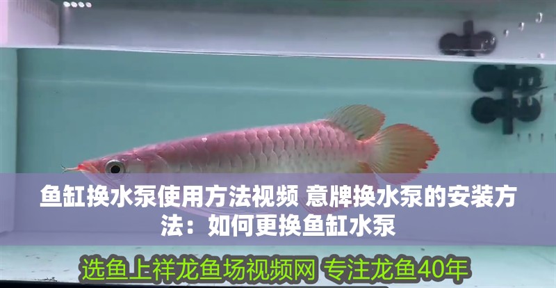 魚缸換水泵使用方法視頻 意牌換水泵的安裝方法：如何更換魚缸水泵