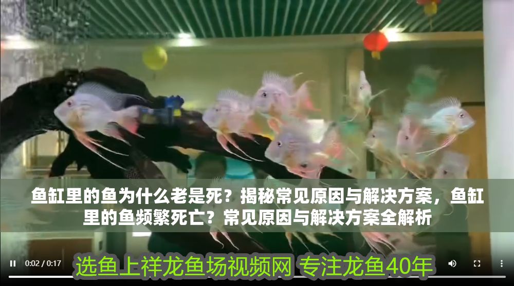 魚缸里的魚為什么老是死？揭秘常見原因與解決方案，魚缸里的魚頻繁死亡？常見原因與解決方案全解析