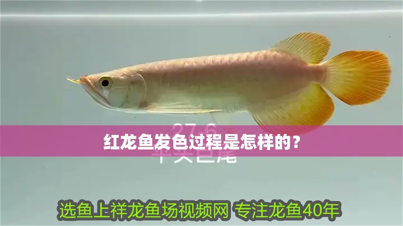 紅龍魚發色過程是怎樣的？