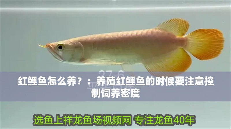 紅鯉魚怎么養？：養殖紅鯉魚的時候要注意控制飼養密度