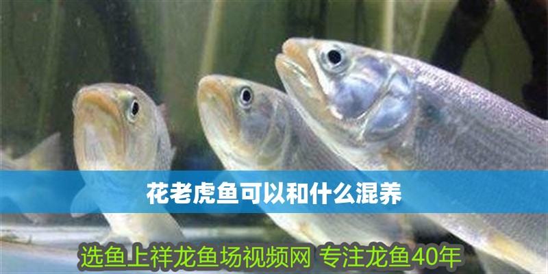 花老虎魚可以和什么混養