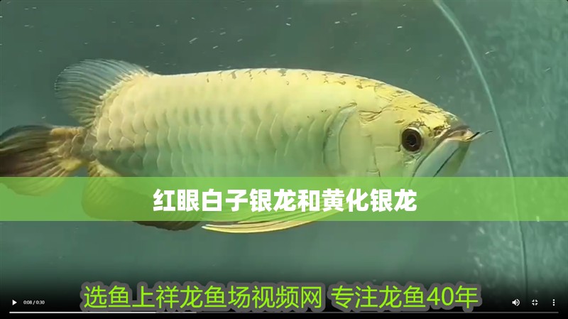 紅眼白子銀龍和黃化銀龍