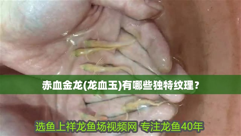 赤血金龍(龍血玉)有哪些獨(dú)特紋理？