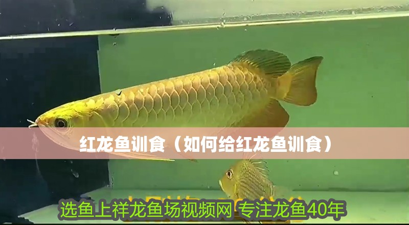 紅龍魚訓食（如何給紅龍魚訓食）