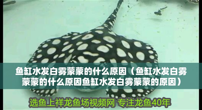 魚缸水發(fā)白霧蒙蒙的什么原因（魚缸水發(fā)白霧蒙蒙的什么原因魚缸水發(fā)白霧蒙蒙的原因）