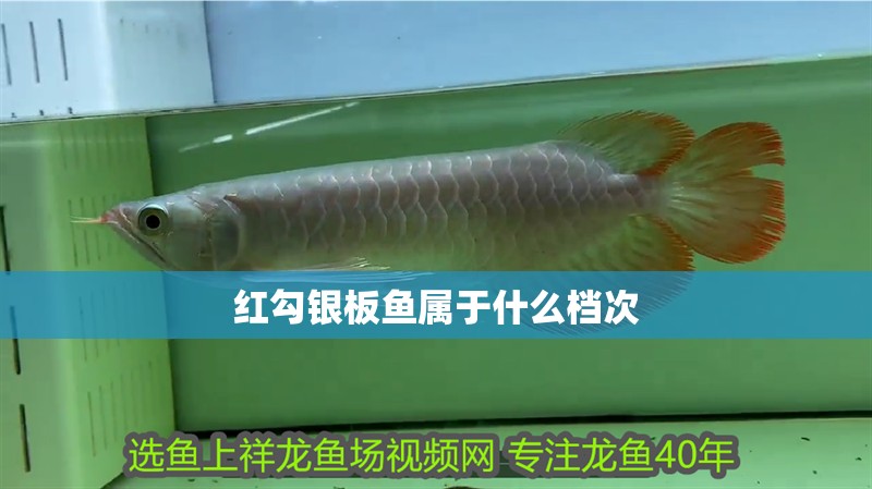 紅勾銀板魚屬于什么檔次