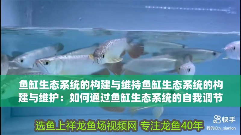 魚缸生態系統的構建與維持魚缸生態系統的構建與維護：如何通過魚缸生態系統的自我調節 魚缸生態系統的構建與維持魚缸生態系統的構建與維護：如何通過魚缸生態系統的自我調節 魚缸百科