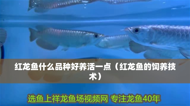 紅龍魚什么品種好養(yǎng)活一點(diǎn)（紅龍魚的飼養(yǎng)技術(shù)）