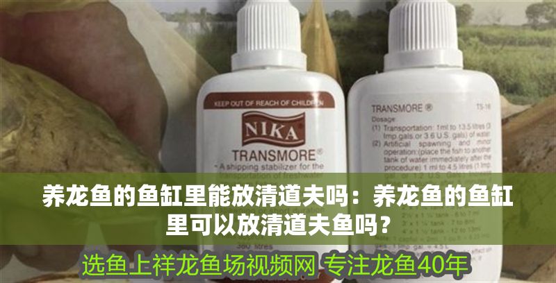 養(yǎng)龍魚的魚缸里能放清道夫嗎：養(yǎng)龍魚的魚缸里可以放清道夫魚嗎？