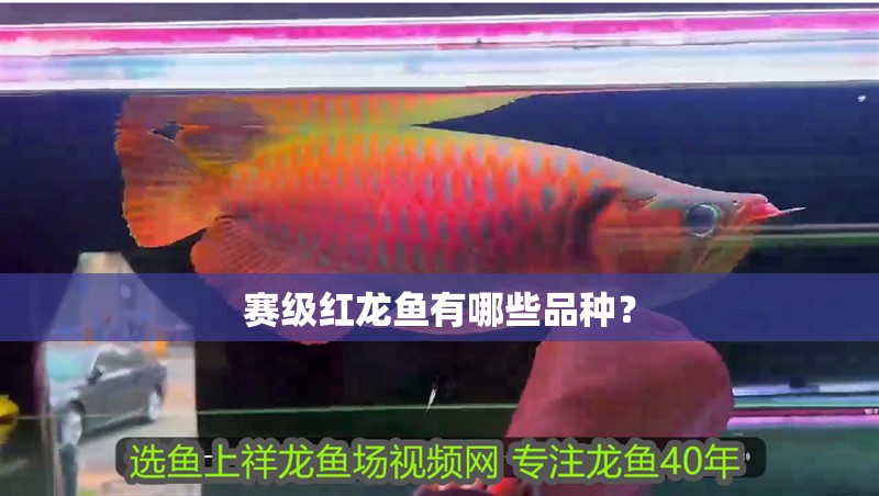 賽級紅龍魚有哪些品種？