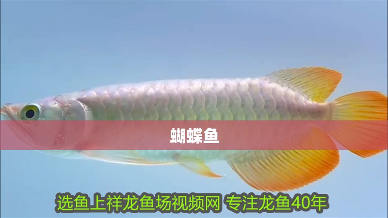 蝴蝶魚