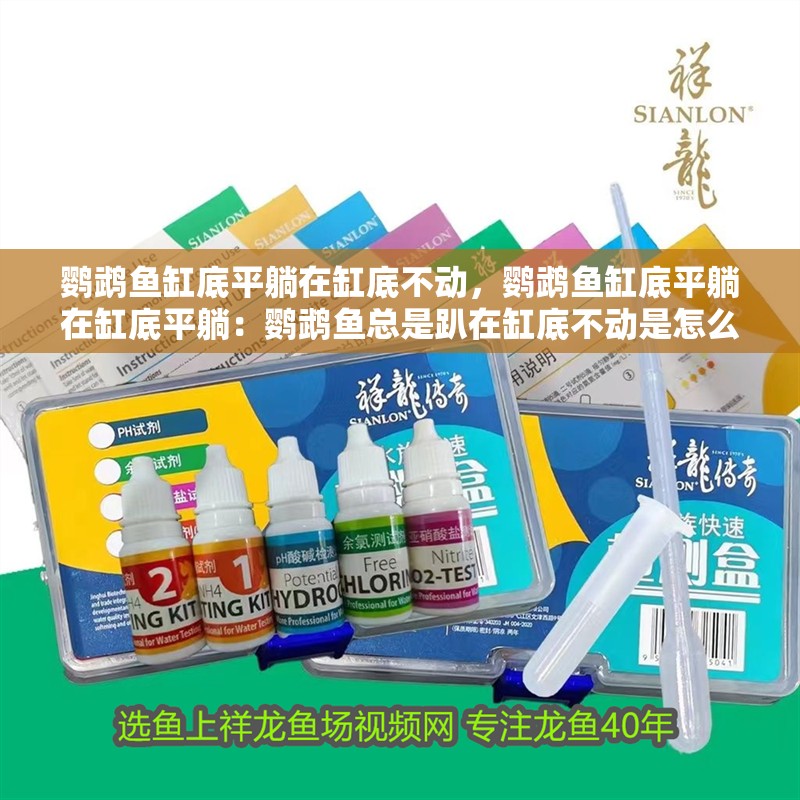 鸚鵡魚缸底平躺在缸底不動，鸚鵡魚缸底平躺在缸底平躺：鸚鵡魚總是趴在缸底不動是怎么回事？ 鸚鵡魚缸底平躺在缸底不動，鸚鵡魚缸底平躺在缸底平躺：鸚鵡魚總是趴在缸底不動是怎么回事？ 魚缸百科