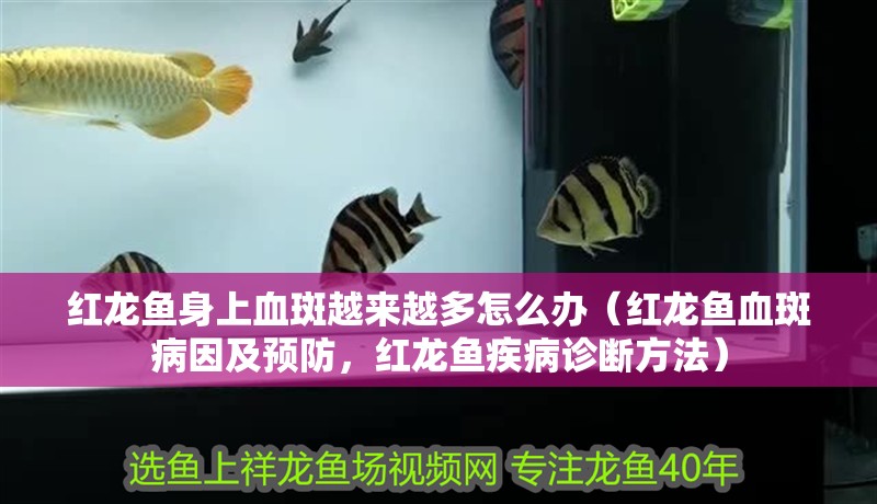 紅龍魚身上血斑越來越多怎么辦（紅龍魚血斑病因及預防，紅龍魚疾病診斷方法）