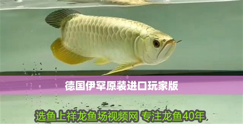 德國伊罕原裝進口玩家版 德國伊罕原裝進口玩家版 龍魚論壇