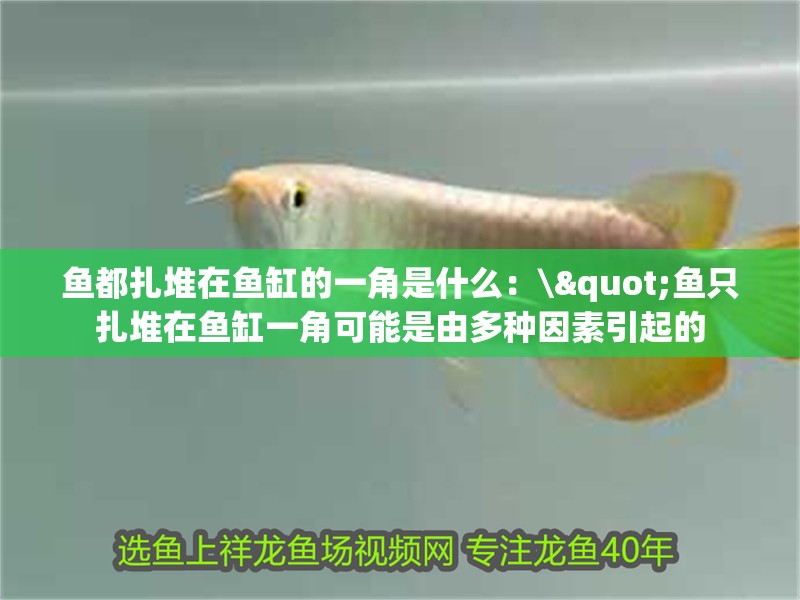 魚都扎堆在魚缸的一角是什么：\"魚只扎堆在魚缸一角可能是由多種因素引起的 魚都扎堆在魚缸的一角是什么：\"魚只扎堆在魚缸一角可能是由多種因素引起的 魚缸百科