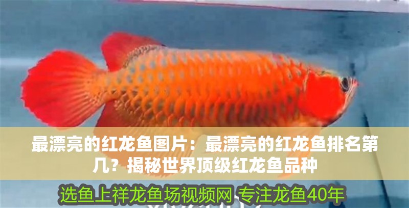 最漂亮的紅龍魚圖片：最漂亮的紅龍魚排名第幾？揭秘世界頂級紅龍魚品種
